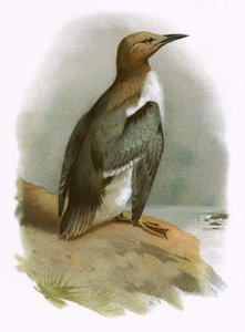 Zeekoet