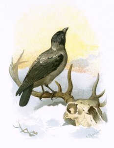 Bonte kraai