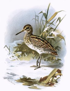Watersnip