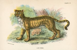 Leeuw-Tijger