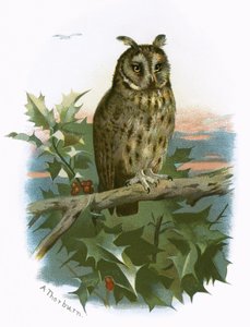 Langooruil