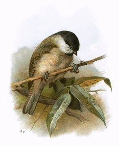 Glanskop