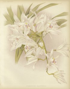 Meesters Cymbidium