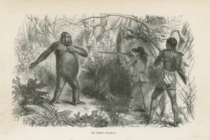 Mijn eerste gorilla