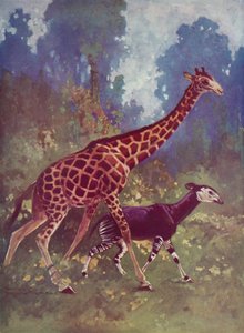 Okapi en giraffe