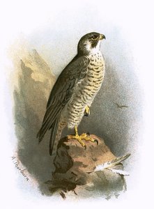 Slechtvalk
