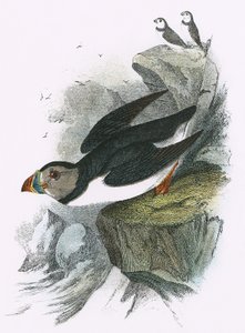 Papegaaiduiker