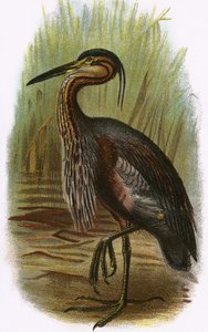 Purperreiger