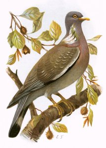 Houtduif