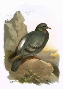 Rotsduif