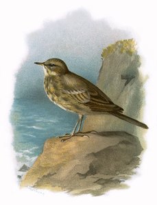 Rotsstrandloper