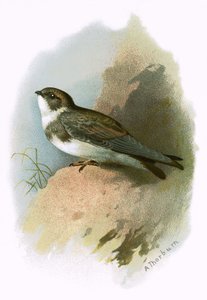 Oeverzwaluw