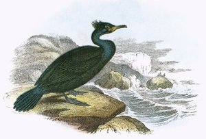 Aalscholver
