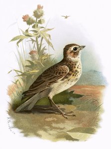 Veldleeuwerik