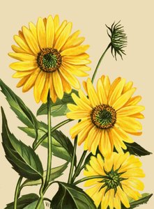 Zonnebloem