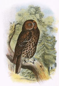 Bosuil