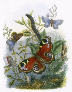 Het vlindervivarium