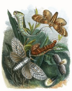 Het Vlinder Vivarium
