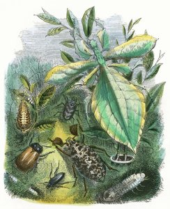 Het Vlindervivarium