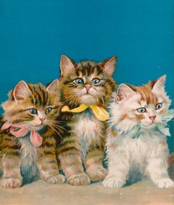 Drie kleine kittens