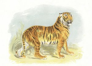 Tijger