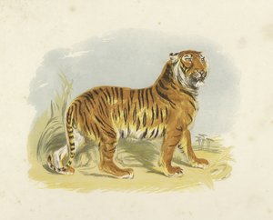Tijger