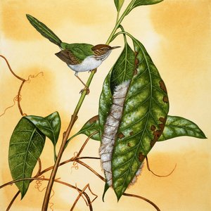 Onbekende vogel