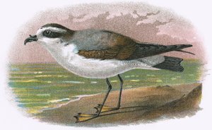 Witbuikstormvogel