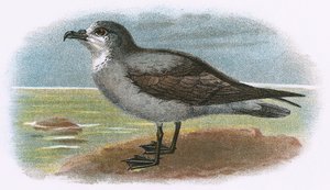 Witkeelgrijze Stormvogel