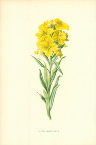 Alpenmuurbloem
