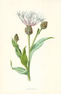 Korenbloem