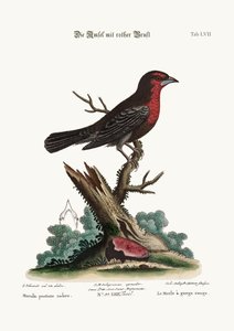 De Roodborst Zwartvogel, 1749-73
