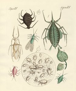 Schadelijke insecten
