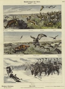 Migraties van Dieren