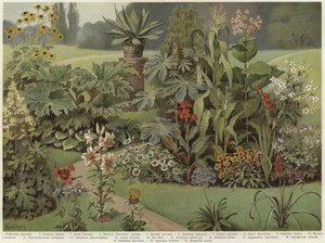Sierplanten