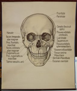 Poster van een menselijke schedel