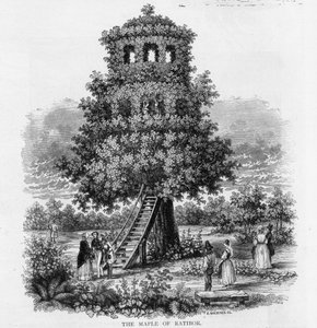 De Esdoorn van Ratibor, Silezië, 1893