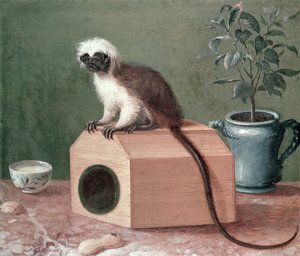 De Favoriete Aap van Carl Linnaeus (1707-78)