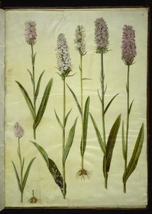 Dactylorhiza maculata (gevlekte orchis)