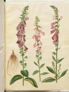 Digitalis purpurea (gewone vingerhoedskruid)