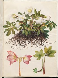 Helleborus niger (gewone kerstroos)