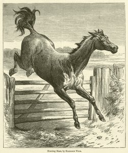 Jachtmerrie