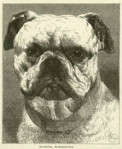 De Bulldog