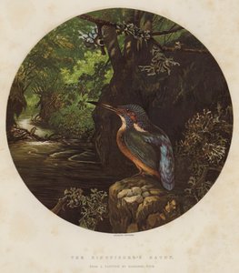 Het verblijf van de ijsvogel