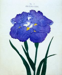 Asa-Zuma-Bune, nr.7, 1898