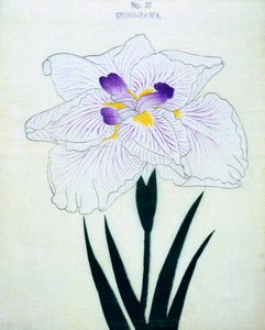 Izumi-Gawa, nr.37, 1898