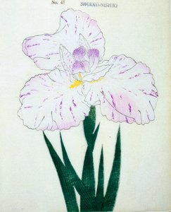 Shokko-Nishiki, nr.48, 1898
