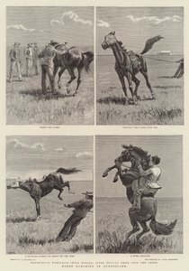 Paardenfokkerij in Queensland