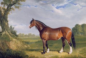 Een Clydesdale Hengst, 1820