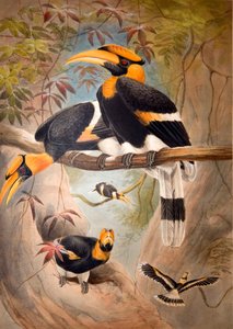 Holhoornige neushoornvogel, 1861